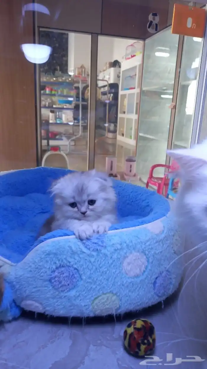 فندقة قطط vip بسعر رمزي وتحت مسؤليتنا منذو الاستلام لتسليم 2