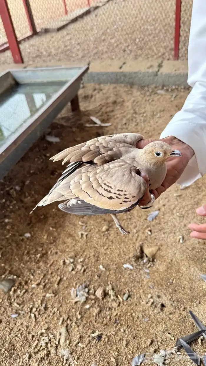 ثلاث ذكور قطا للبيع 0
