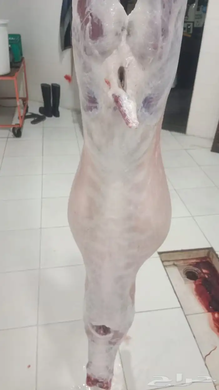 تيوس عوارض ذبايح حري وطليان يوجد صلخ وتوصيل اقل الاسعار 3