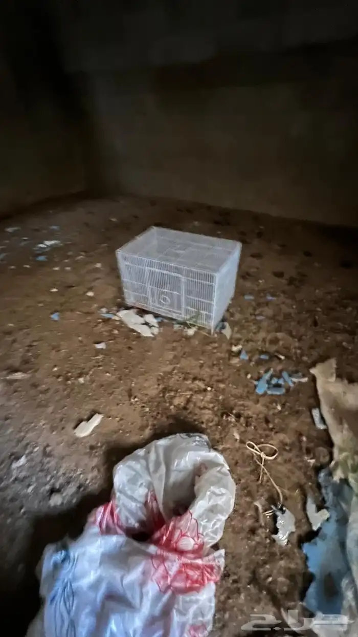 شبك عصافير للبيع 610 5