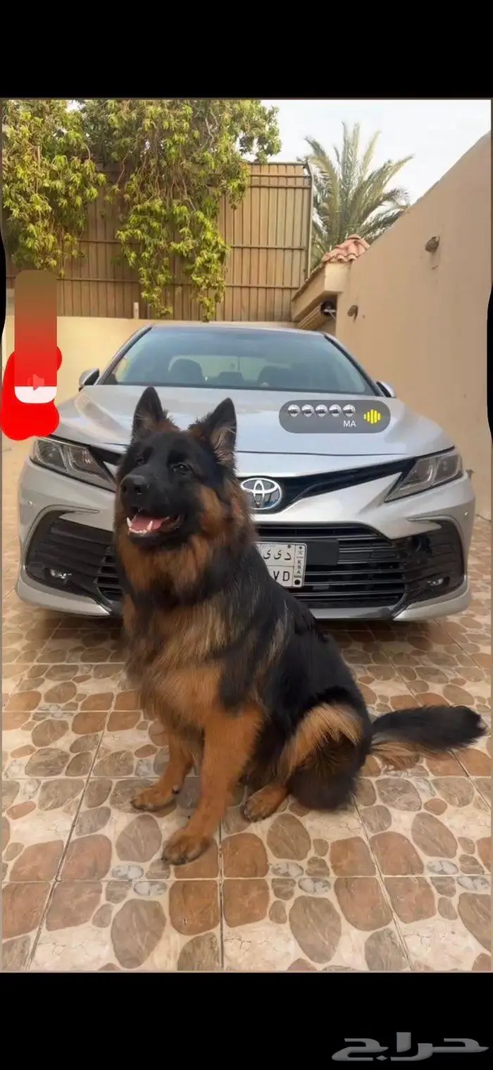 كلب جيرمن شبرد 0