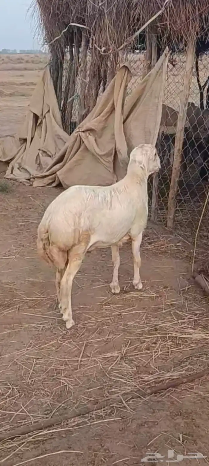 جذع مشروط أصمع 1