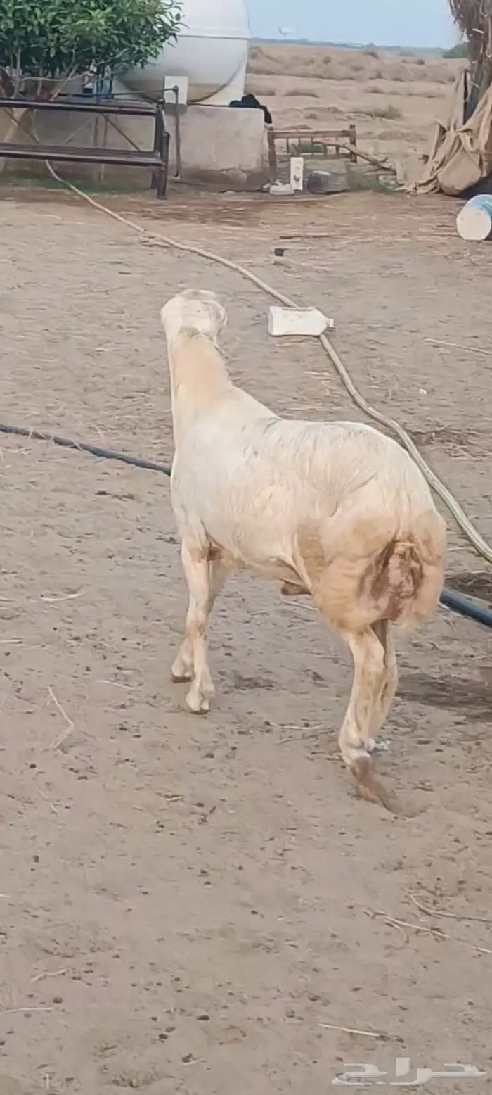 جذع مشروط أصمع 0