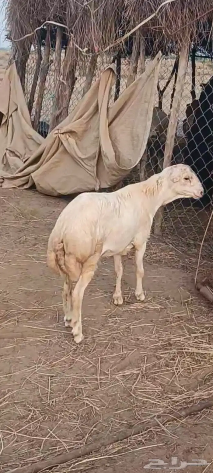 جذع مشروط أصمع 2