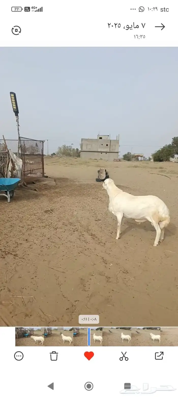 جذع مشروط أصمع 4