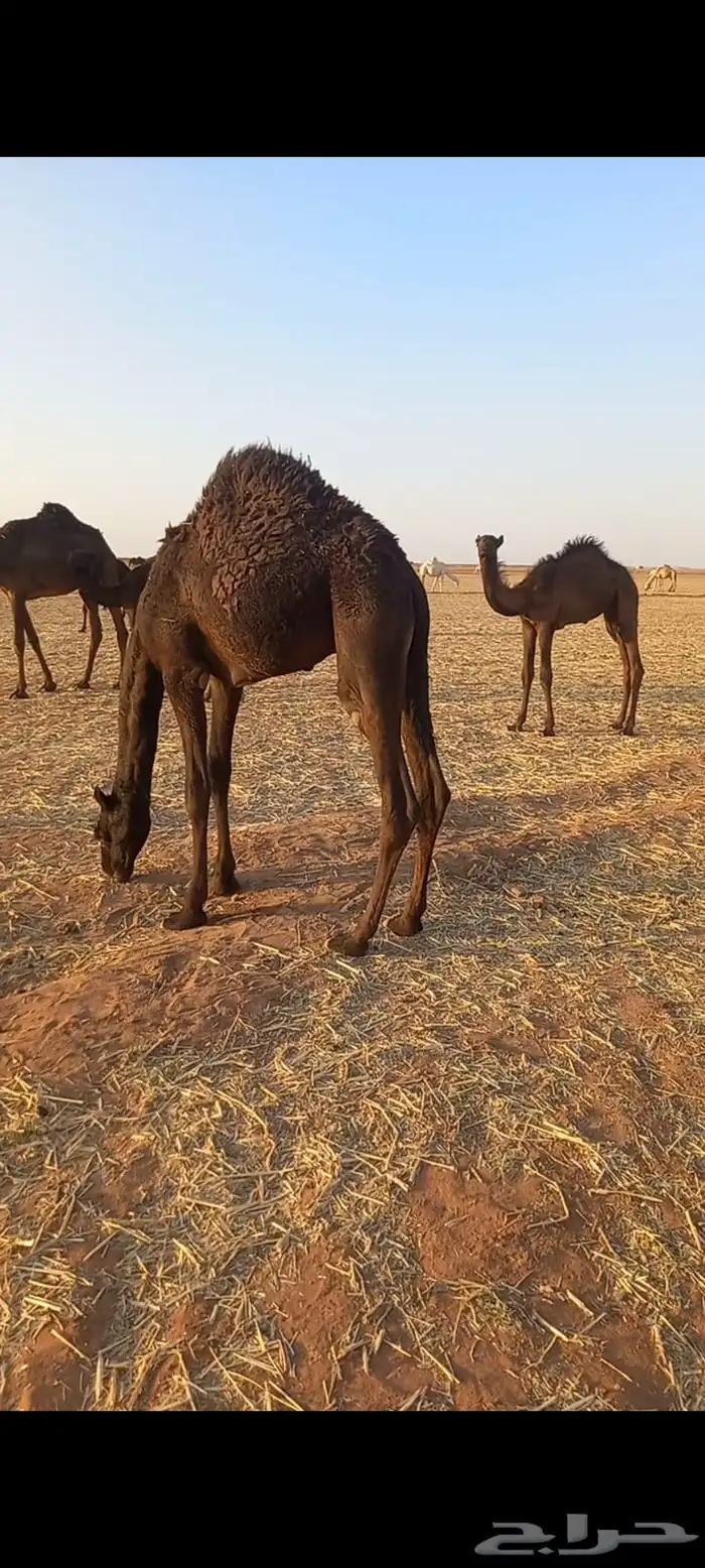 للبيع قعود قصب 0