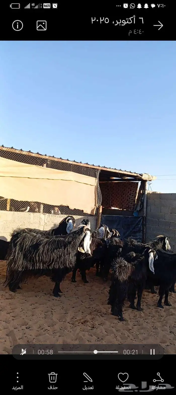 للبيع معزا عوارض خصم جروم ناهيه دفيع وحصيب 0
