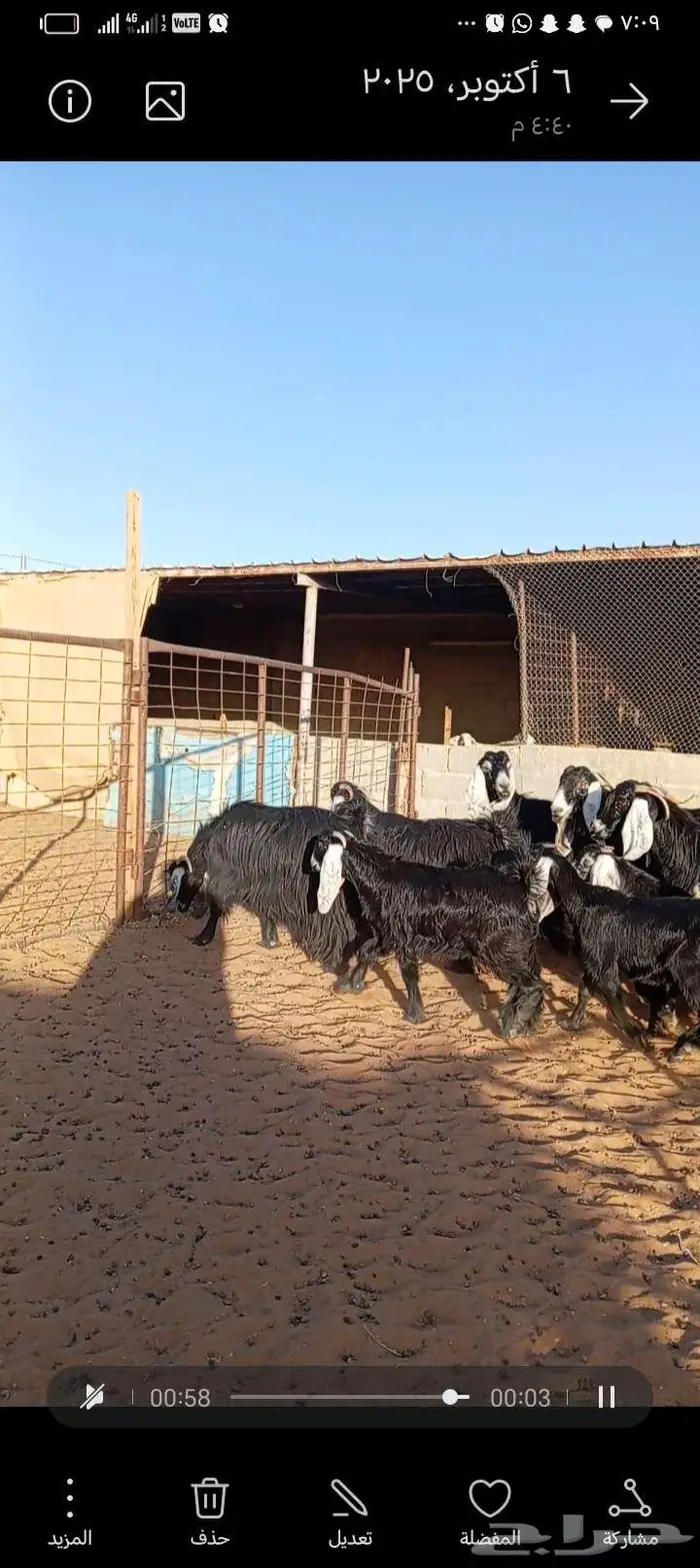 للبيع معزا عوارض خصم جروم ناهيه دفيع وحصيب 1