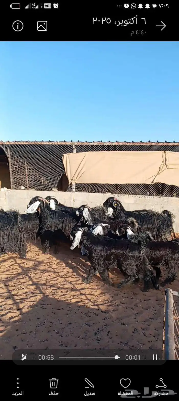 للبيع معزا عوارض خصم جروم ناهيه دفيع وحصيب 2