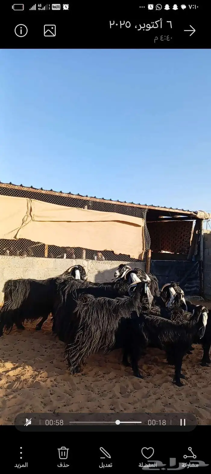للبيع معزا عوارض خصم جروم ناهيه دفيع وحصيب 3