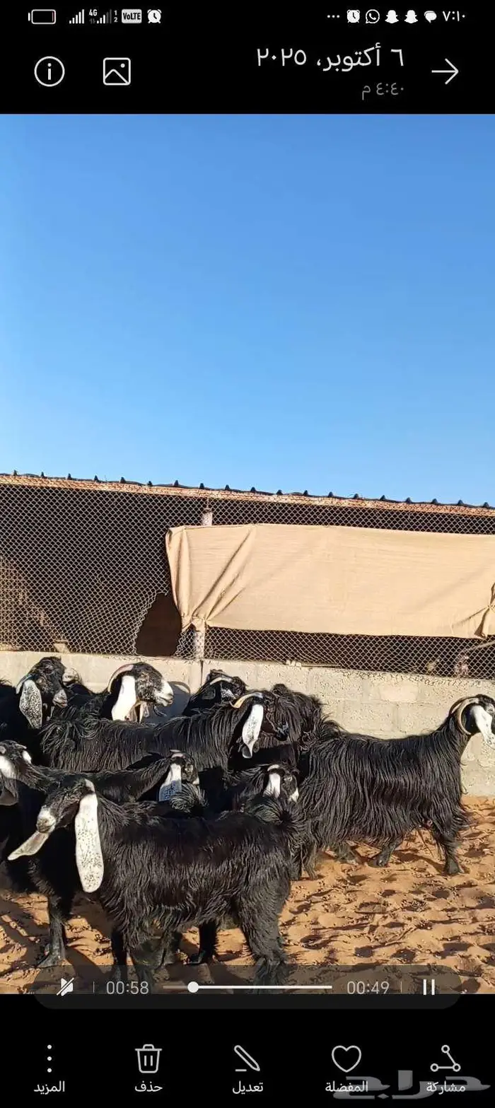 للبيع معزا عوارض خصم جروم ناهيه دفيع وحصيب 4