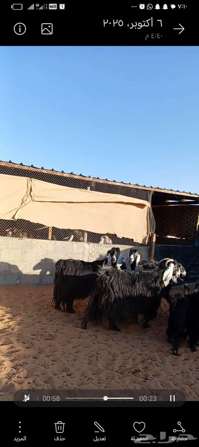 للبيع معزا عوارض خصم جروم ناهيه دفيع وحصيب 5