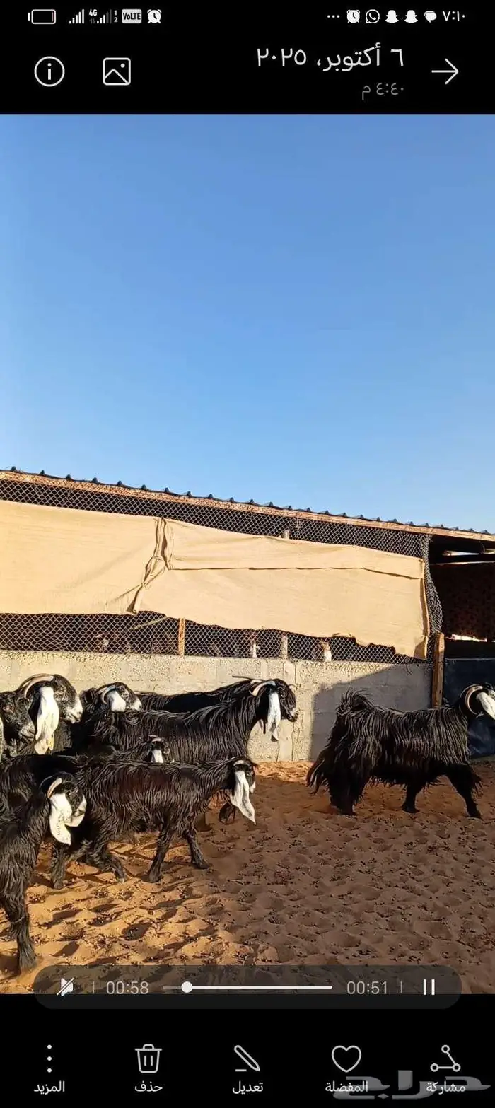 للبيع معزا عوارض خصم جروم ناهيه دفيع وحصيب 6