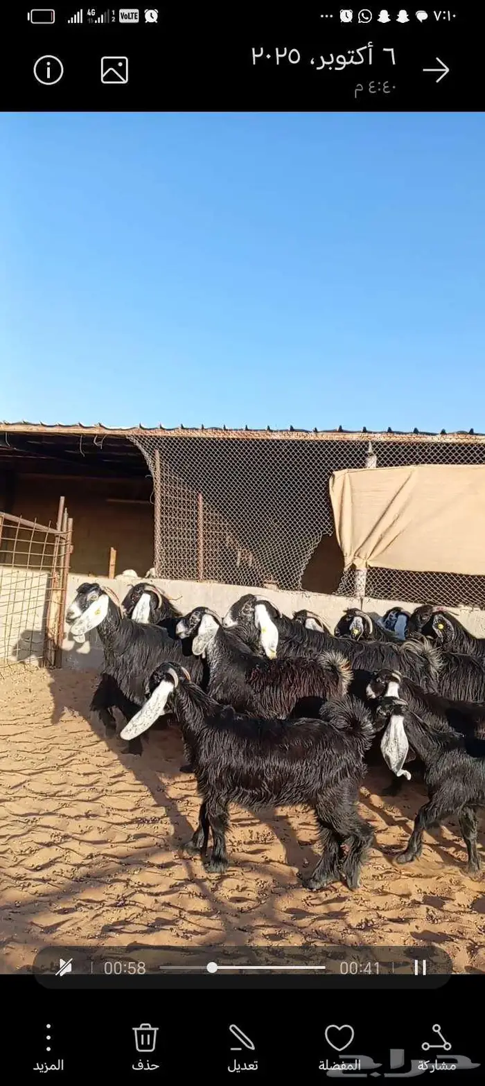 للبيع معزا عوارض خصم جروم ناهيه دفيع وحصيب 7