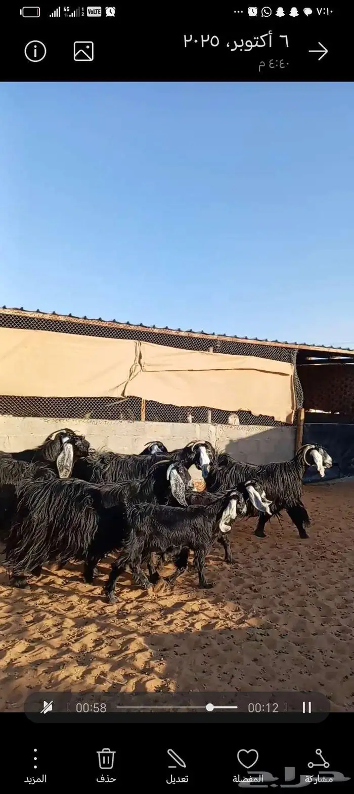 للبيع معزا عوارض خصم جروم ناهيه دفيع وحصيب 8
