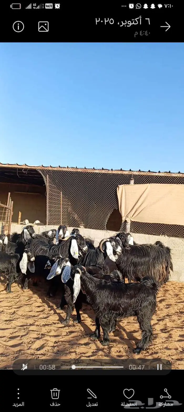 للبيع معزا عوارض خصم جروم ناهيه دفيع وحصيب 9