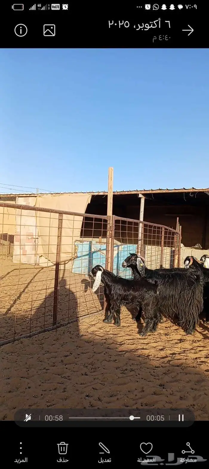 للبيع معزا عوارض خصم جروم ناهيه دفيع وحصيب 10
