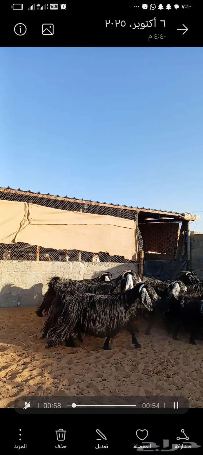 للبيع معزا عوارض خصم جروم ناهيه دفيع وحصيب 11