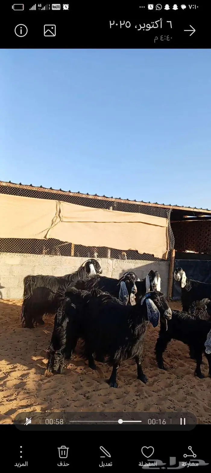 للبيع معزا عوارض خصم جروم ناهيه دفيع وحصيب 13