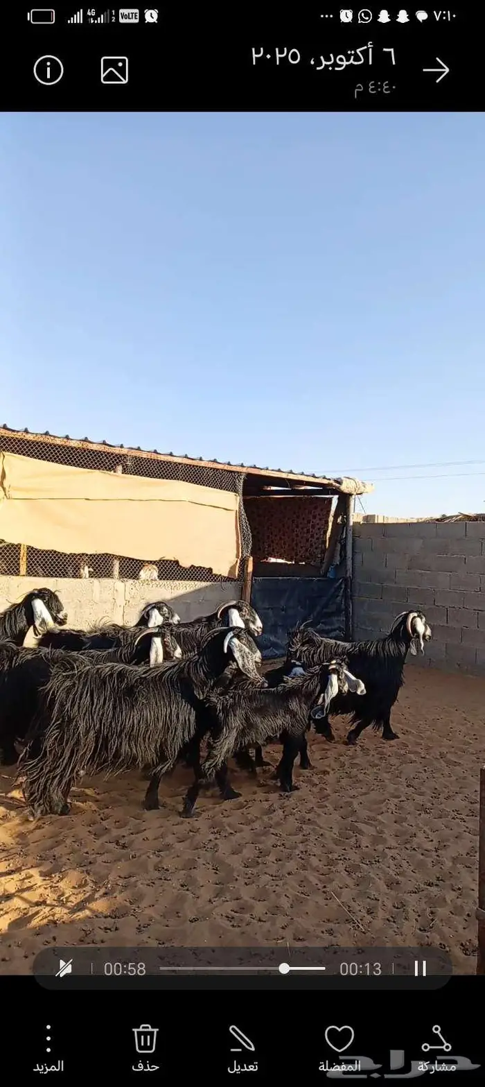 للبيع معزا عوارض خصم جروم ناهيه دفيع وحصيب 12