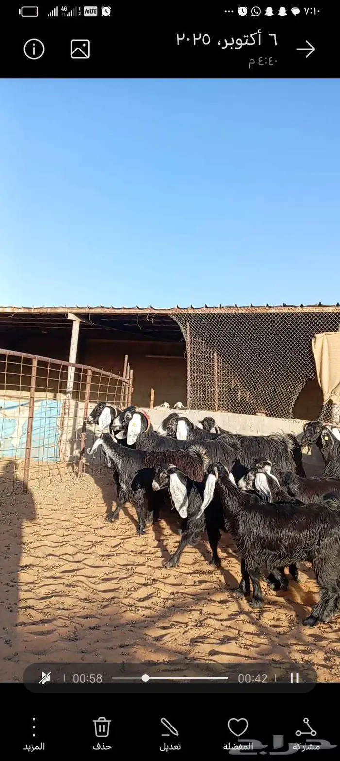 للبيع معزا عوارض خصم جروم ناهيه دفيع وحصيب 14