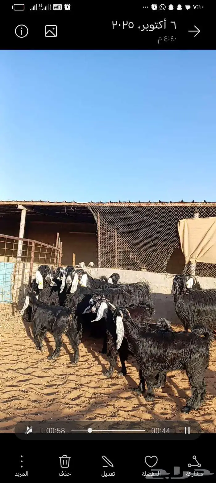 للبيع معزا عوارض خصم جروم ناهيه دفيع وحصيب 15