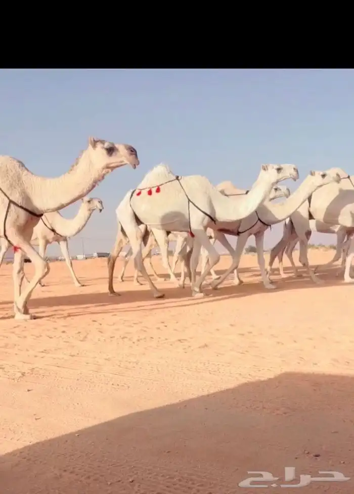الذود الكفوو 2