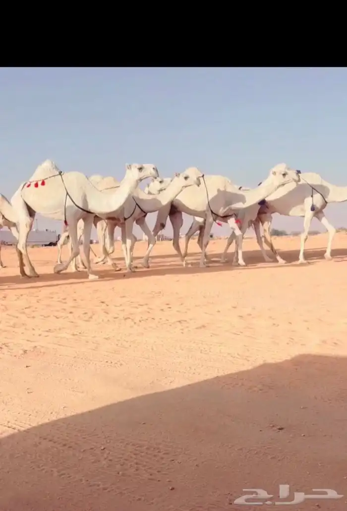 الذود الكفوو 1