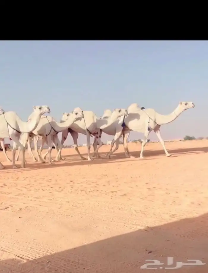 الذود الكفوو 0