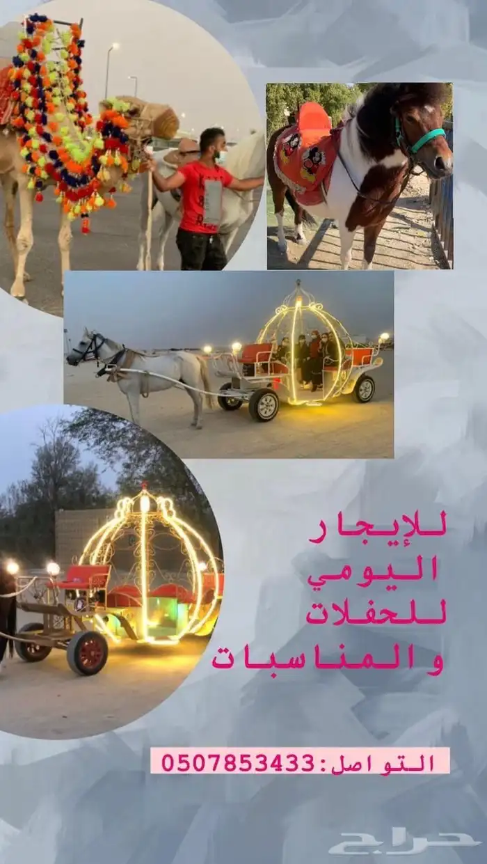 عربات خيل و خيل مفرد الاجار و البيع 0