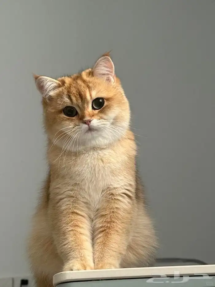 قطه سكوتش للبيع المستعجل 0