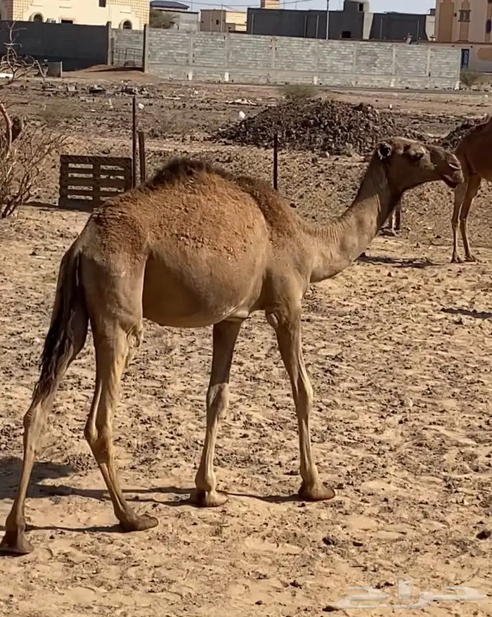 قعود اصفر 0