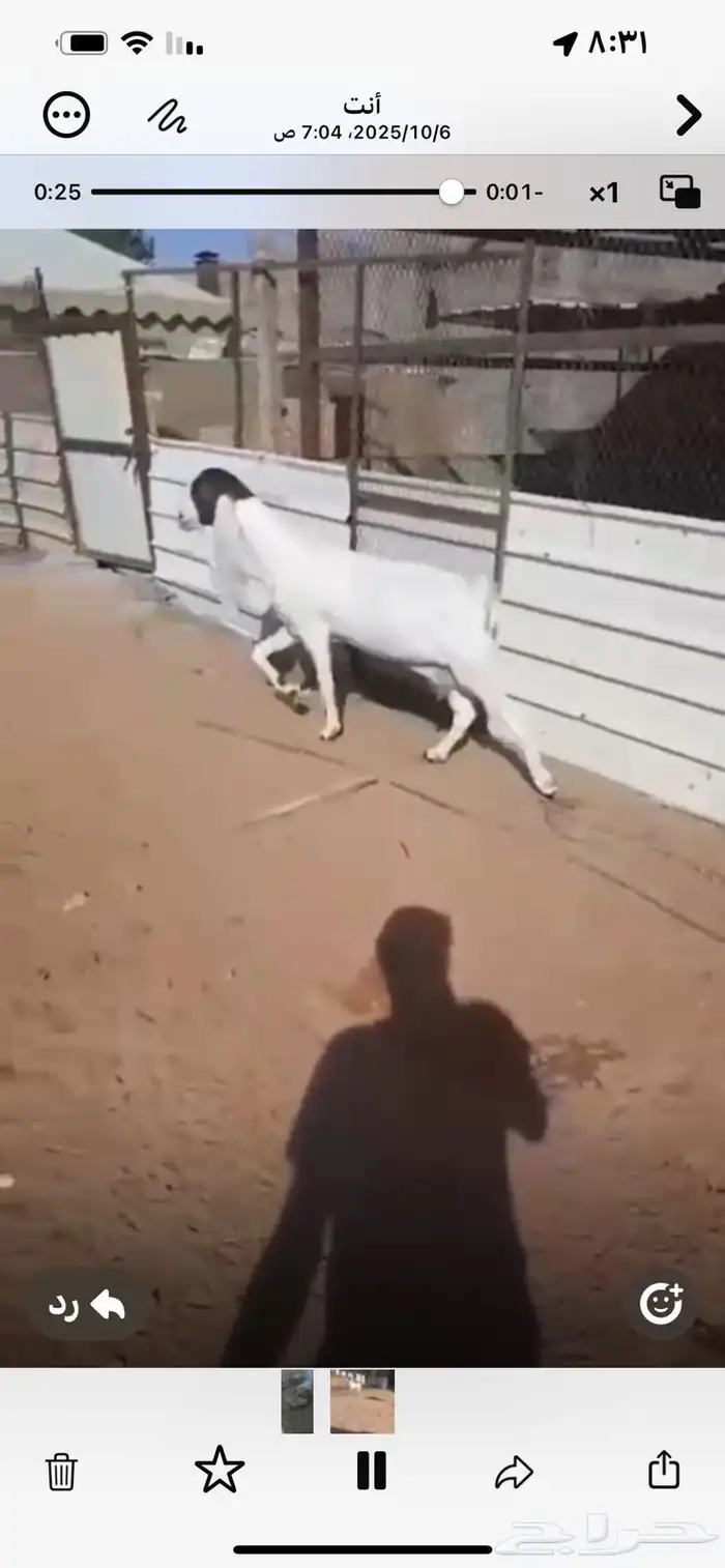 عنزهولنديه حليب 3