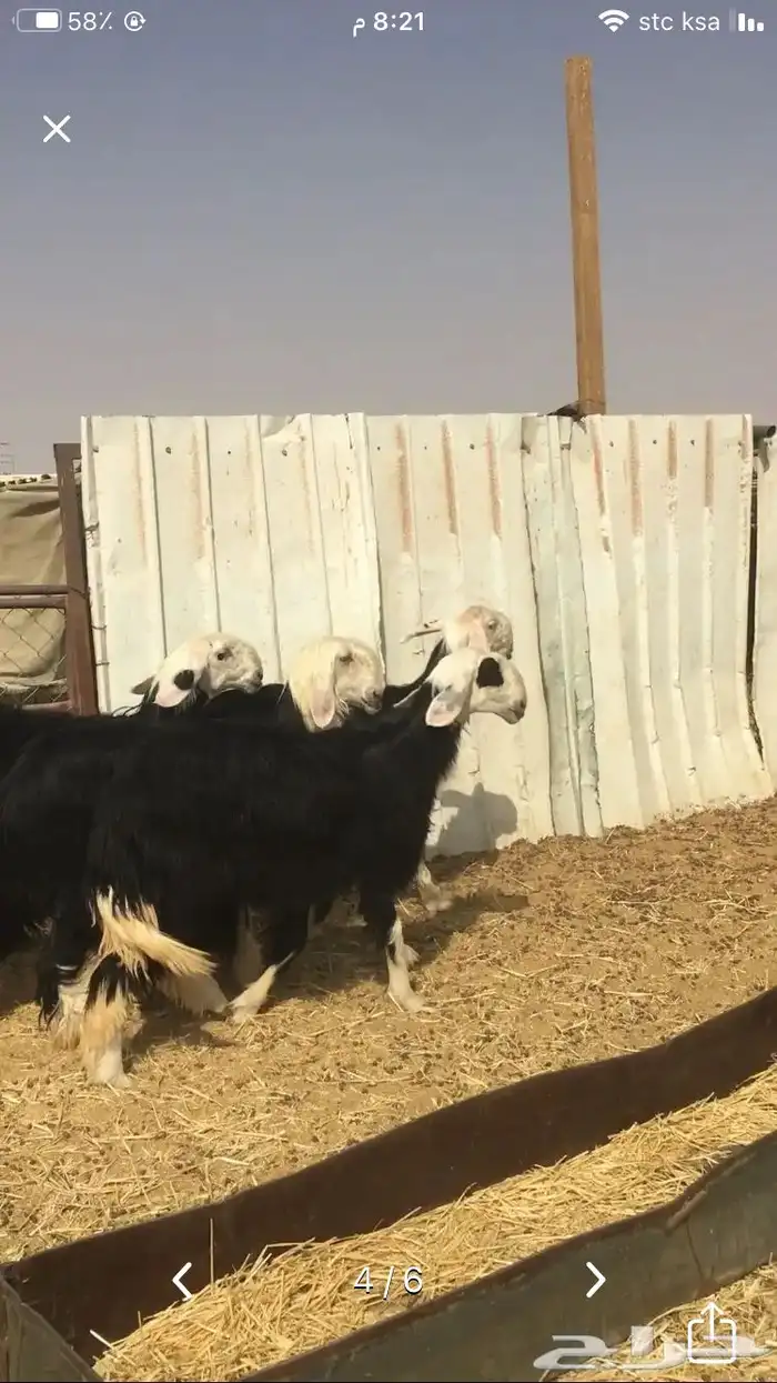عروض النجد رقم 4 عروض فقط 9