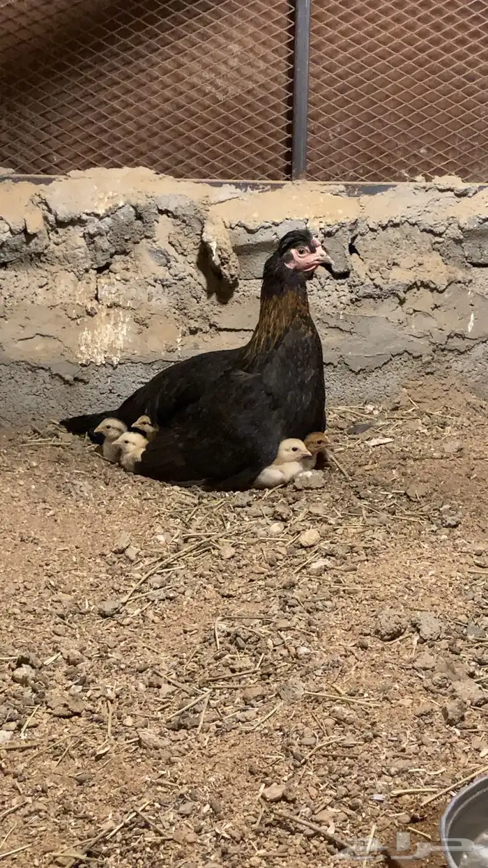 دجاجه مفرخه للبيع 0