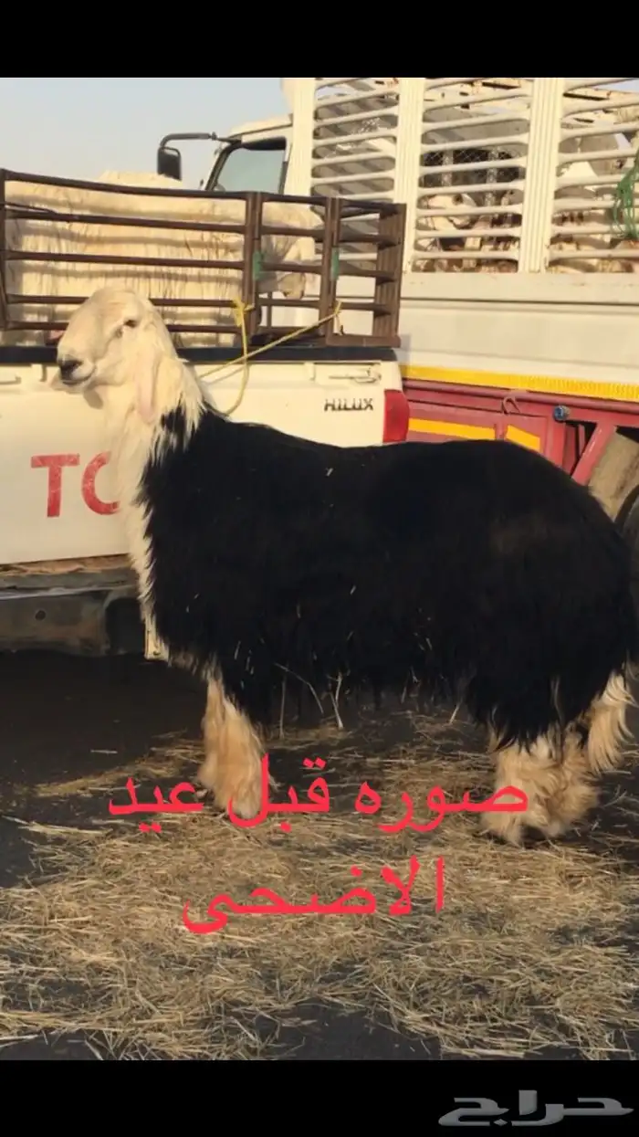 عروض النجد رقم 4 عروض فقط 12