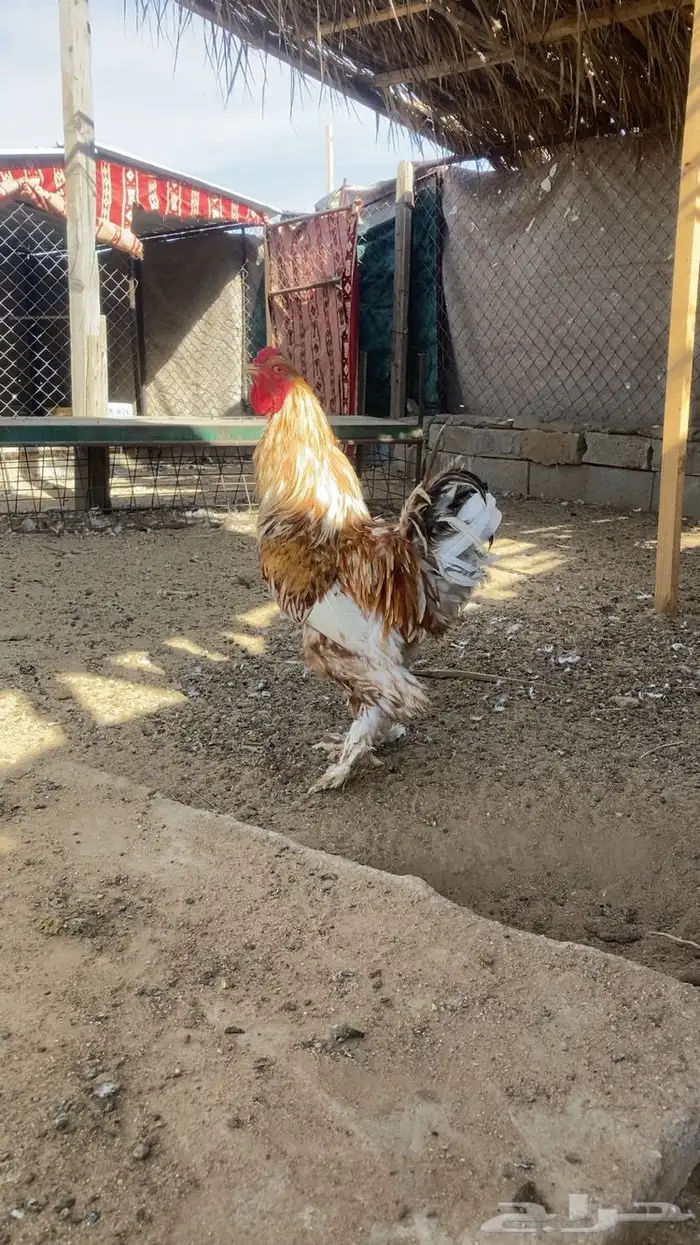 ديك براهما للبيع 0