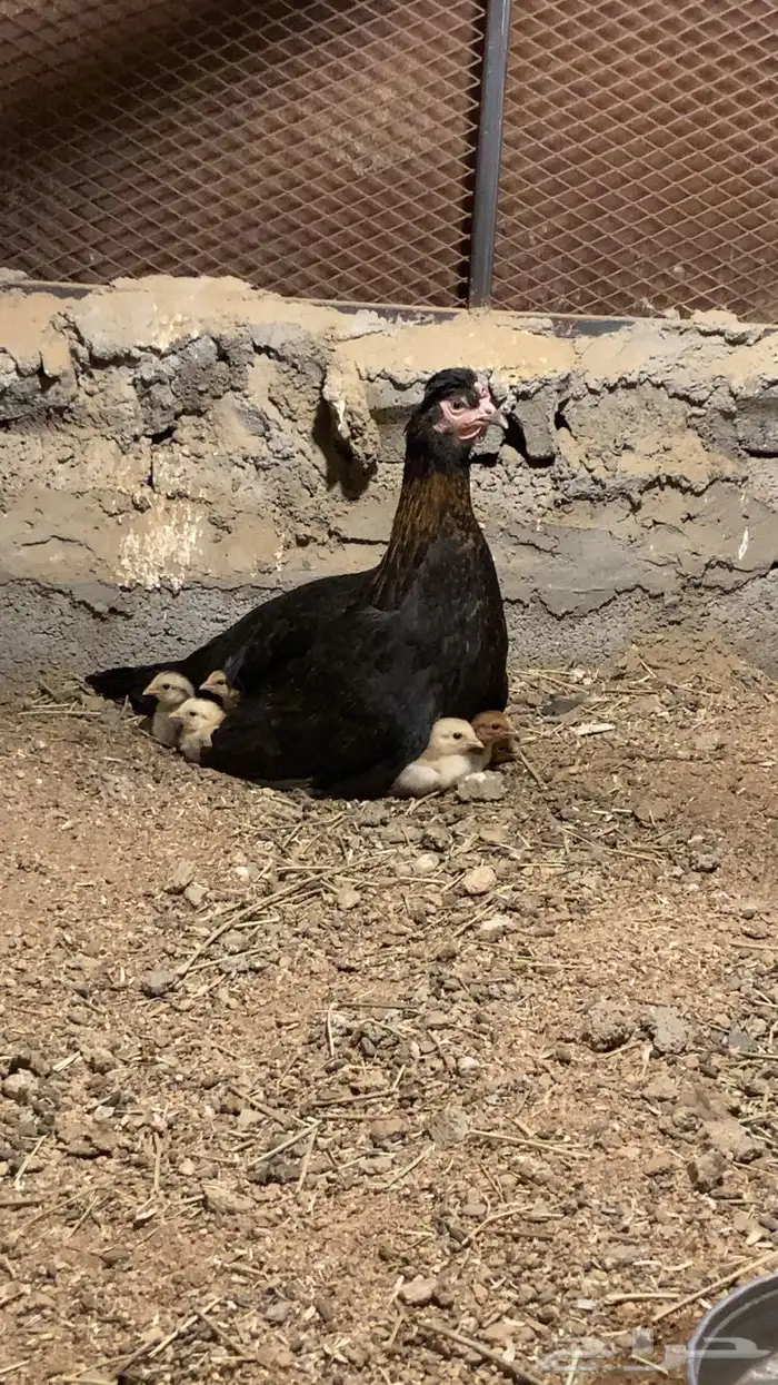 دجاجه مفرخه للبيع 1