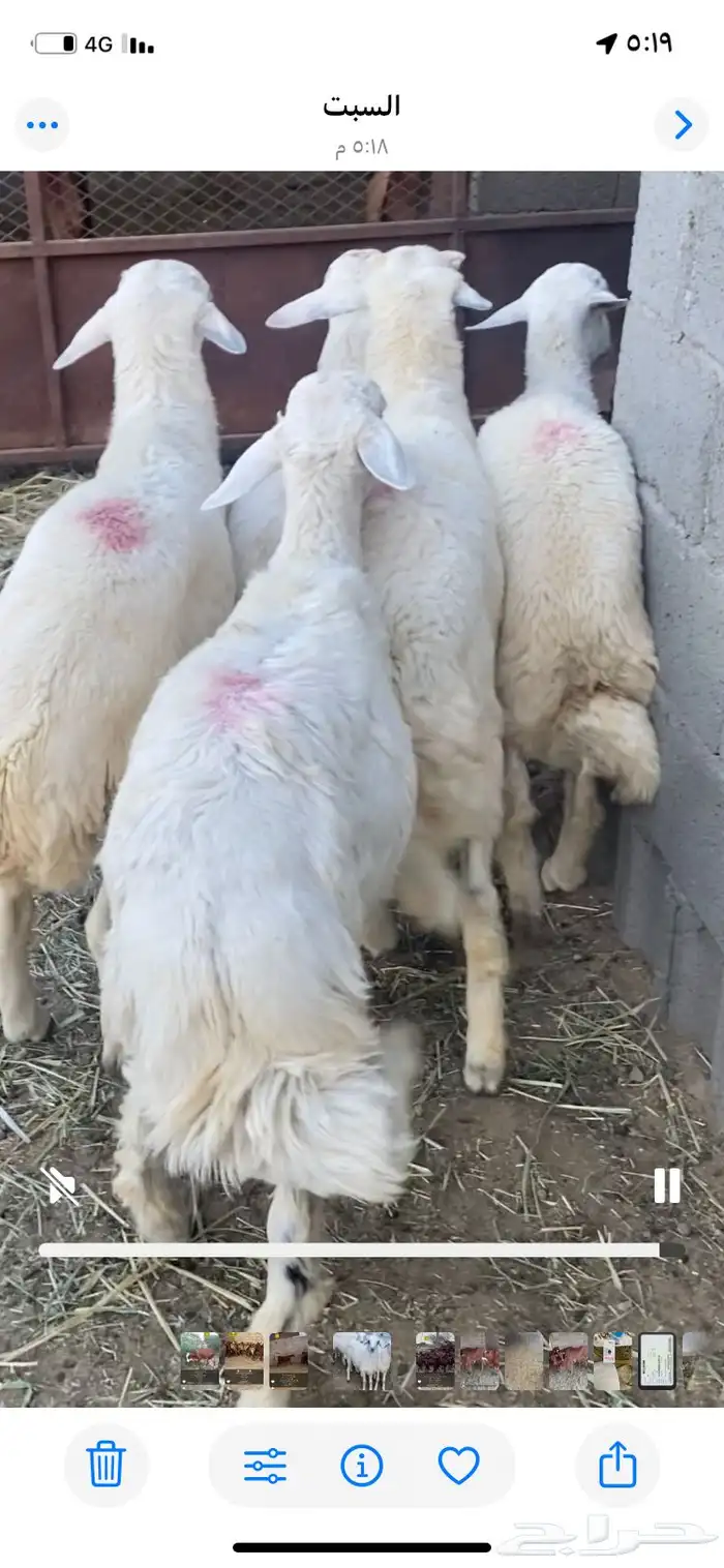 طليان 0