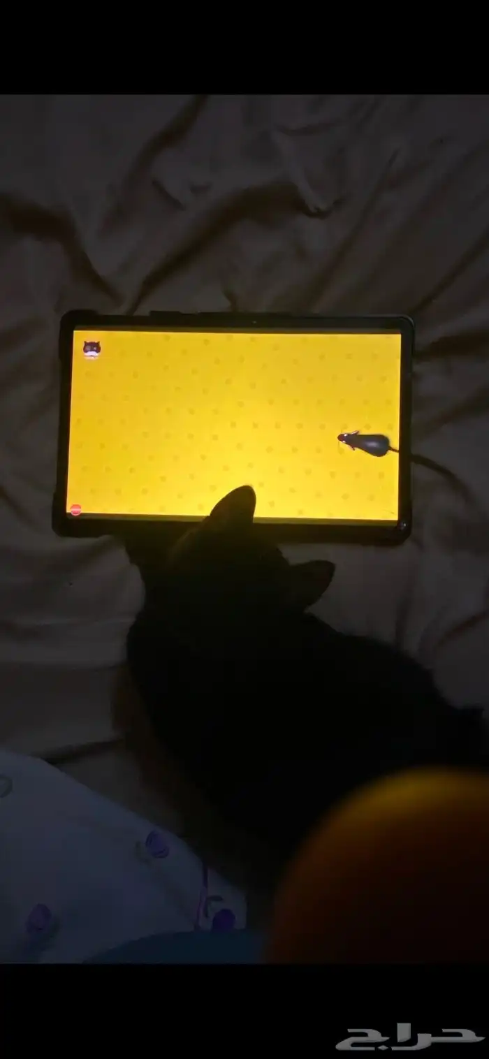 قطط 9