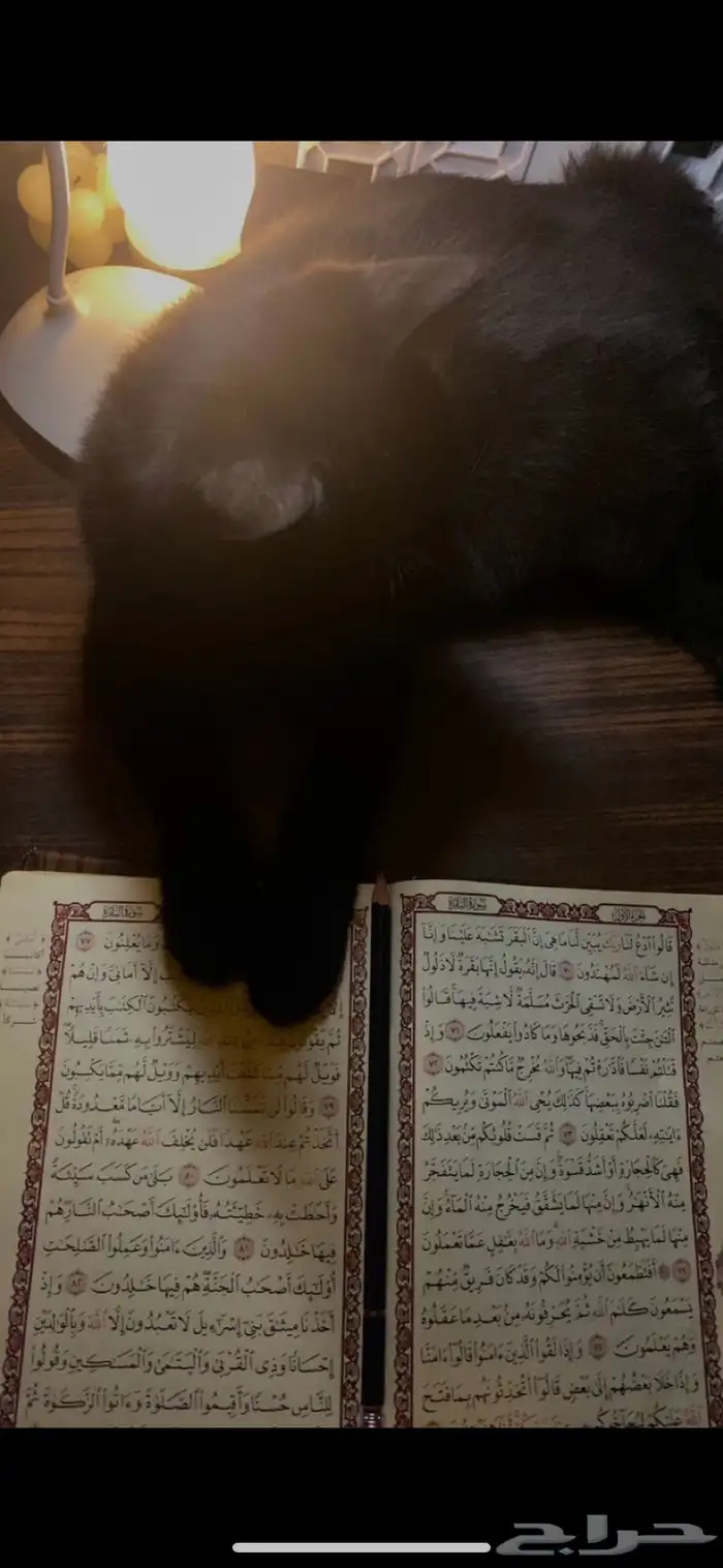 قطط 11