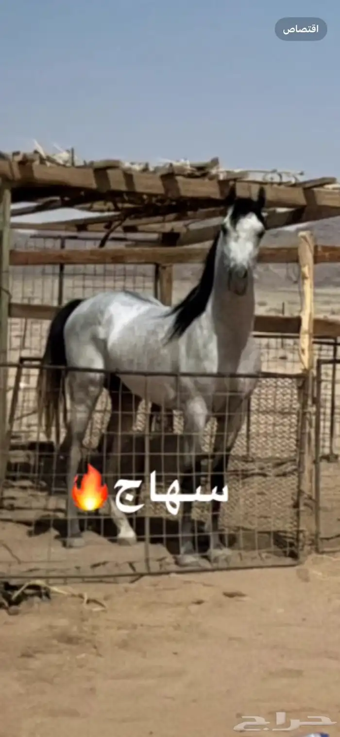 حصان واهو ورق جاهز للنقل 5