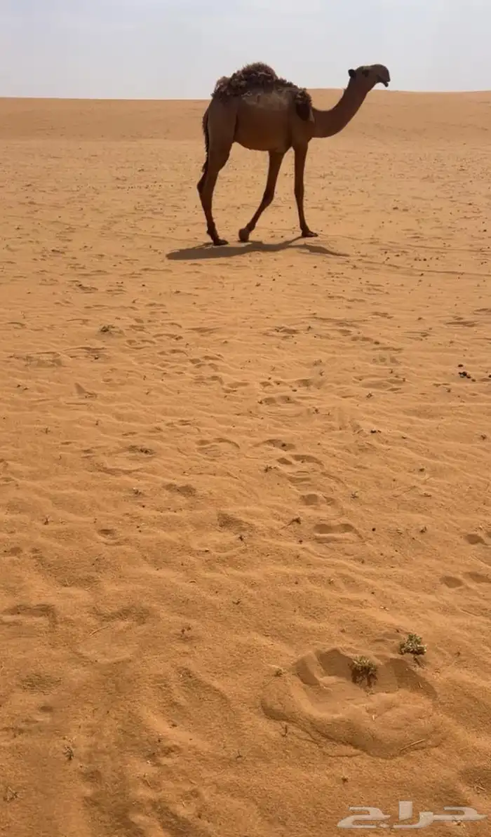 قعود ساسه عليان حمد ابن عبيد الحيسوني موثق من مجموعة سلام 1