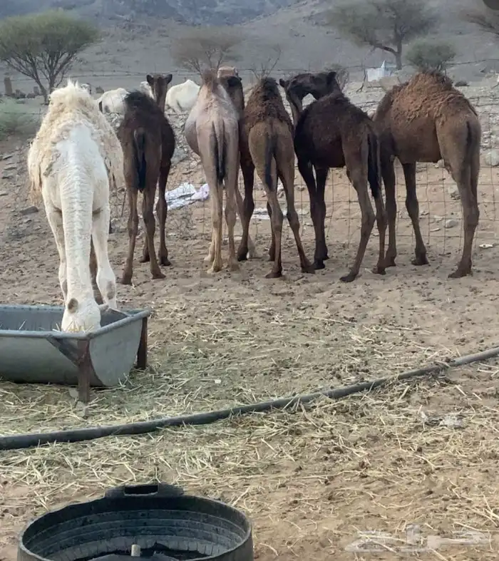 حشو للبيع العدد سته 0