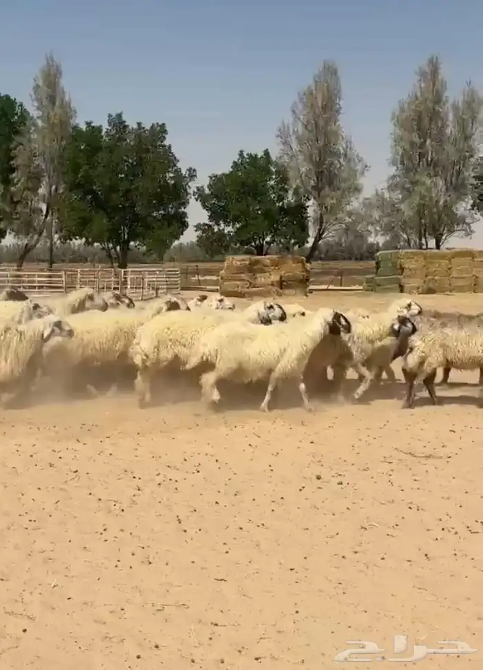غنم عرب بيض مكحله اشباب وطيبه للبيع 3