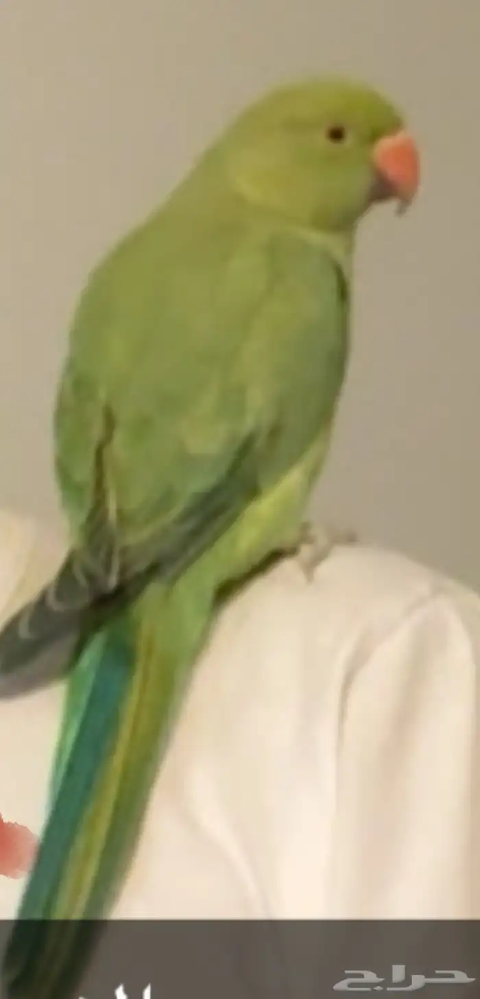 بغبغاء دره للبيع 0