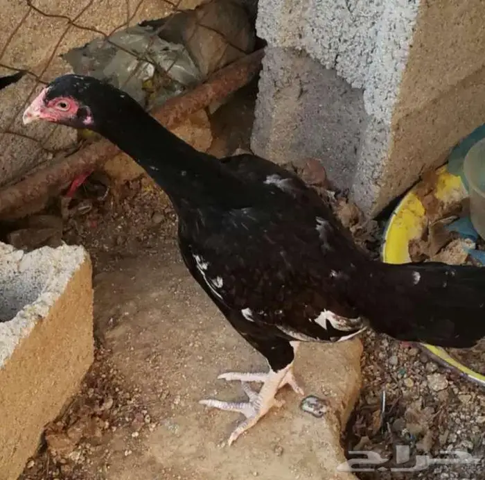 دجاجه ميوالي للبيع 0