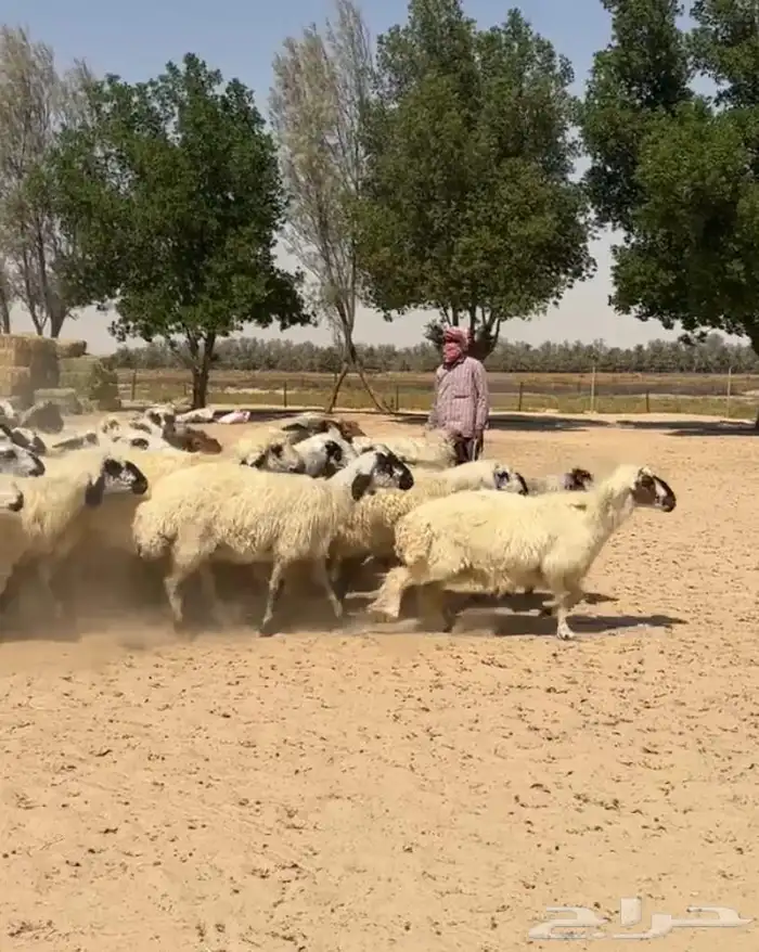 غنم عرب بيض مكحله اشباب وطيبه للبيع 6