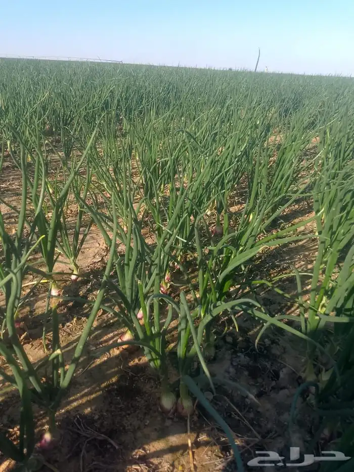 للايجار بذارة بصل وبطاطس 3