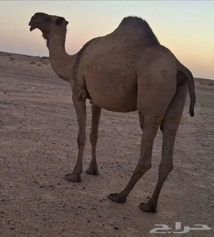 صفرا طيبه 0